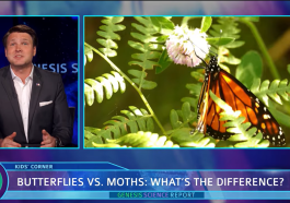 Butterflies vs. Moths DRM video still