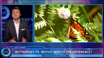 Butterflies vs. Moths DRM video still