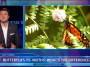 Butterflies vs. Moths DRM video still