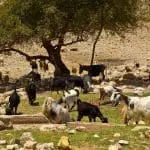 Goats and Sheep grazing together in Israel: ID 22375220 © Gkuna | Dreamstime.com