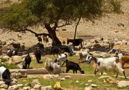 Goats and Sheep grazing together in Israel: ID 22375220 © Gkuna | Dreamstime.com