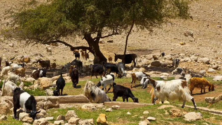 Goats and Sheep grazing together in Israel: ID 22375220 © Gkuna | Dreamstime.com