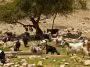 Goats and Sheep grazing together in Israel: ID 22375220 © Gkuna | Dreamstime.com