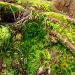 Various mosses on São Miguel Island, Azores, Portugal: ID 347969773 © Martinmates | Dreamstime.com