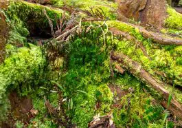 Various mosses on São Miguel Island, Azores, Portugal: ID 347969773 © Martinmates | Dreamstime.com