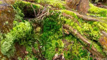 Various mosses on São Miguel Island, Azores, Portugal: ID 347969773 © Martinmates | Dreamstime.com