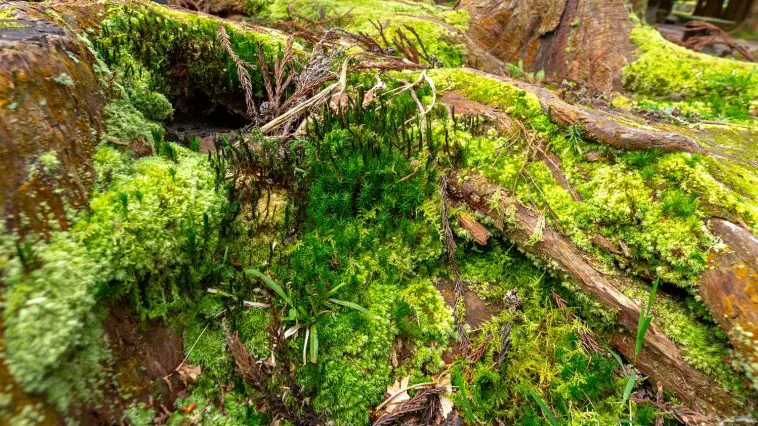 Various mosses on São Miguel Island, Azores, Portugal: ID 347969773 © Martinmates | Dreamstime.com