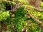 Various mosses on São Miguel Island, Azores, Portugal: ID 347969773 © Martinmates | Dreamstime.com