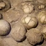 Hadrosaurus egg clutch: ID 48171278 © Jaroslav Moravcik | Dreamstime.com