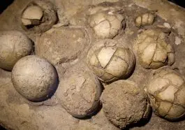 Hadrosaurus egg clutch: ID 48171278 © Jaroslav Moravcik | Dreamstime.com