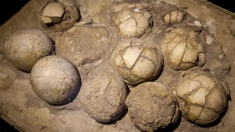 Hadrosaurus egg clutch: ID 48171278 © Jaroslav Moravcik | Dreamstime.com
