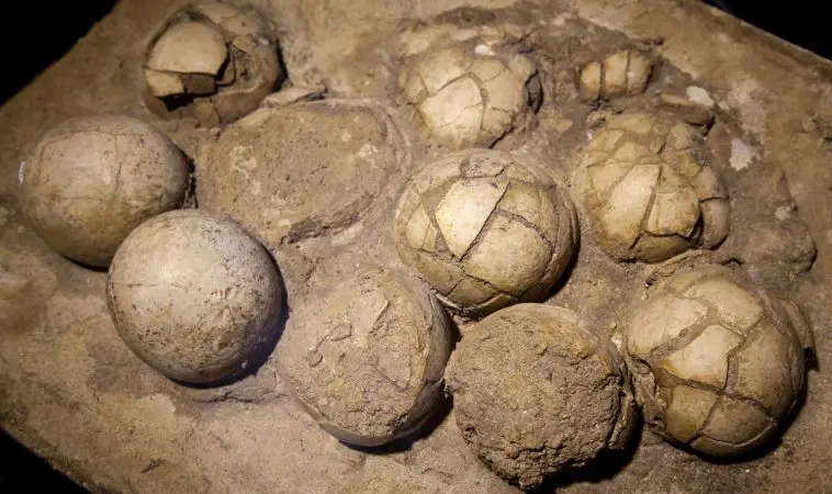 Hadrosaurus egg clutch: ID 48171278 © Jaroslav Moravcik | Dreamstime.com