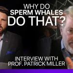 Why do Sperm Whales do that? Thumbnail