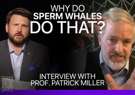 Why do Sperm Whales do that? Thumbnail