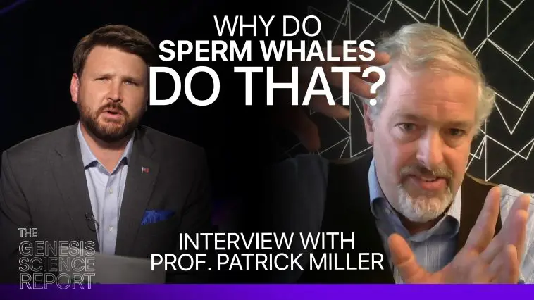 Why do Sperm Whales do that? Thumbnail