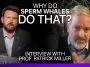 Why do Sperm Whales do that? Thumbnail