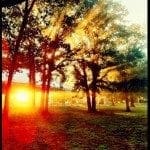 danielclayton-sunburst2