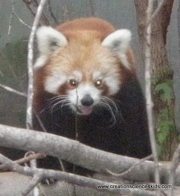 red-panda-facing-us-c-001