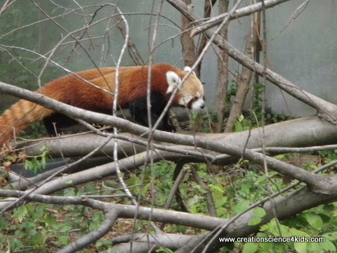 red-panda-walking-001