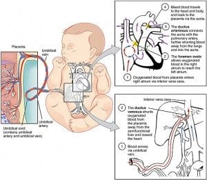 2916_Fetal_Circulatory_System-02