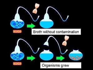 Illustration of swan-necked flask experiment used by Louis Pasteur to test the hypothesis of spontaneous generation.