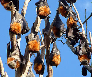 Roosting Grey-headed flying-foxes