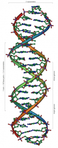 300px-DNA_Overview