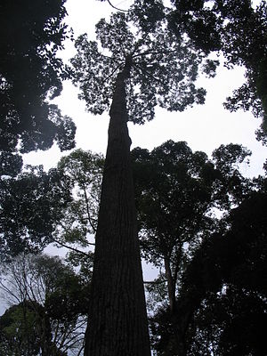 Shorea evergreens are some of the best known sweet resin trees. Chinese amber comes from these trees.