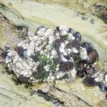 Barnacles, shellfish, green algae at low tide (Photo credit: Martin LaBar)