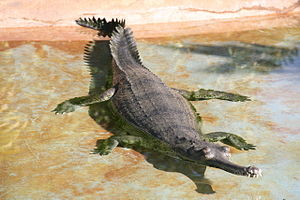 gharial-body