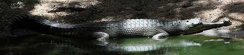 young-gharial-sunbathing