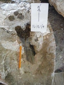 The piece of what we think is a Mosasaur skull fossil that the author was excavating.  Photo copyright Sara Jill Bruegel, 2014