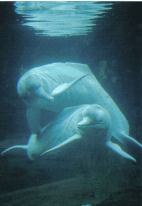riverdolphins2