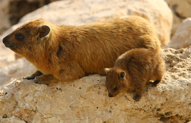 Mother and baby hyrax: ID 197744973 © Shimon Bar | Dreamstime.com