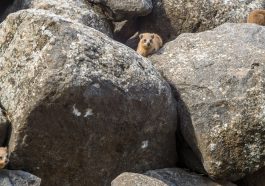 Rock hyraxes, in Korazim National Park, Northern Israel: ID 116379491 © Rndmst | Dreamstime.com