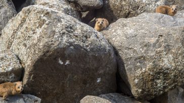 Rock hyraxes, in Korazim National Park, Northern Israel: ID 116379491 © Rndmst | Dreamstime.com