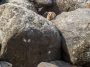 Rock hyraxes, in Korazim National Park, Northern Israel: ID 116379491 © Rndmst | Dreamstime.com