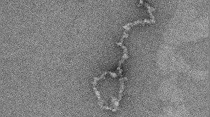 CS4K-Telomere-Loop-300x168