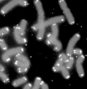 DNA with bright spots of Telomeres at their ends.