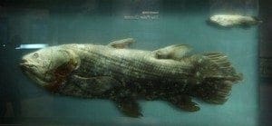 Coelacanth, Smithsonian