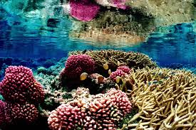 Coral reef ecosystem: Photo 17366517 © Olga Khoroshunova - Dreamstime.com