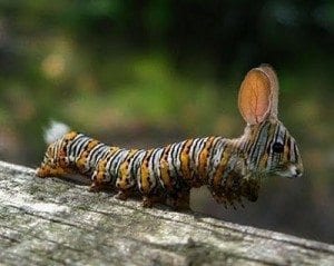 Creation Club Hybrid Caterpillar Rabbit