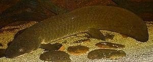 Australian Lungfish