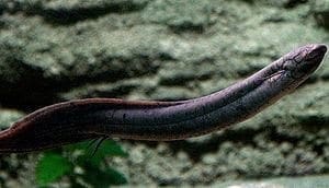 South American Lungfish