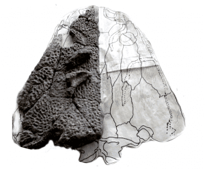 Black Metoposaur skull being restored at Mt. Blanco fossil lab, 2015.