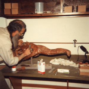 Joe Taylor re-restoring the skull of Phytosaur 24 feet long at Texas Tech University 1985.