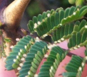 Beltian Bodies on Acacia leaf tips.
