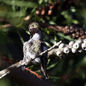 Hummingbird, Photo: Wikipedia