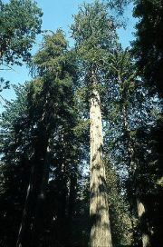 Sequoia Sempervirens in Redwood National Park