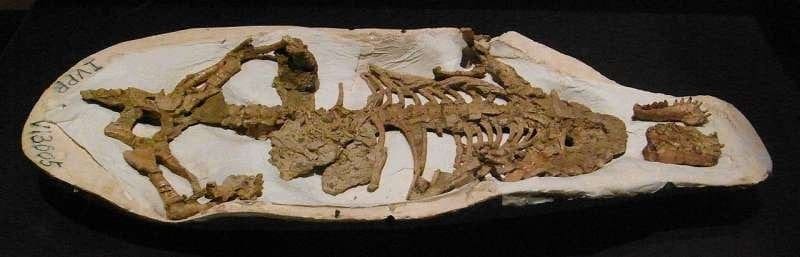 dinosaur rocks in stomach